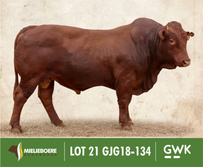 LOT 21: GJG 180134 SP