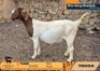 1 X BOER GOAT FLOCK ON TEAT DOE Tekoa Boerbokstoet
