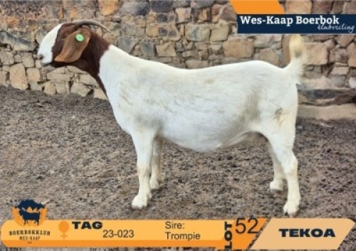 WITHDRAWN - 1 X BOER GOAT FLOCK ON TEAT DOE Tekoa Boerbokstoet