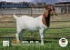 1 X BOER GOAT STUD DOE Breede Boerbokstoet