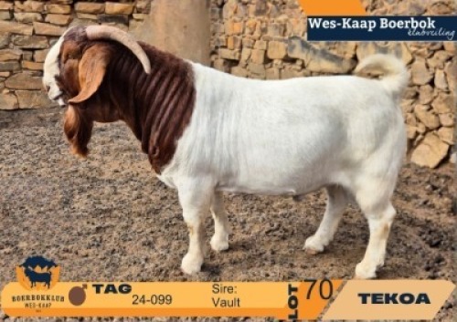 1 X BOER GOAT STUD BUCK Tekoa Boerbokstoet