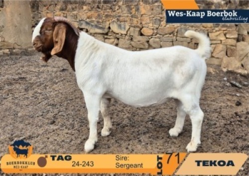 1 X BOER GOAT STUD BUCK Tekoa Boerbokstoet