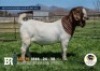 1 X BOER GOAT STUD BUCK Breede Boerbokstoet