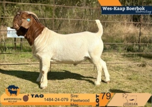 1 X BOER GOAT STUD BUCK Jourdan Boerbokstoet nr1484