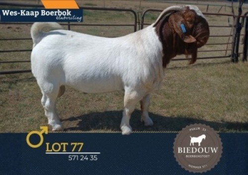 1 X BOER GOAT FLOCK ON REGISTRATION BUCK Biedouw Boerbokstoet