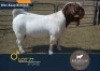 1 X BOER GOAT FLOCK ON REGISTRATION BUCK Biedouw Boerbokstoet