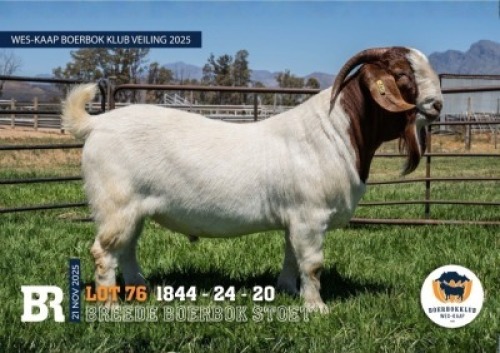 1 X BOER GOAT STUD BUCK Breede Boerbokstoet