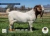 1 X BOER GOAT STUD BUCK Breede Boerbokstoet