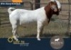 1 X BOER GOAT FLOCK BUCK Biedouw Boerbokstoet