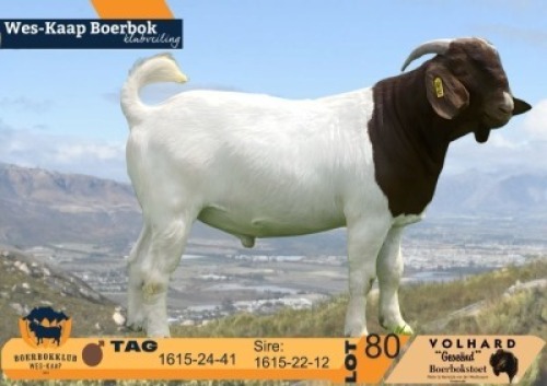 1 X BOER GOAT FLOCK BUCK Volhard Boerbokstoet