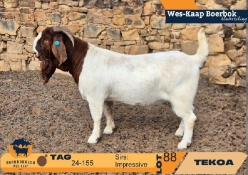 1 X BOER GOAT STUD BUCK Tekoa Boerbokstoet
