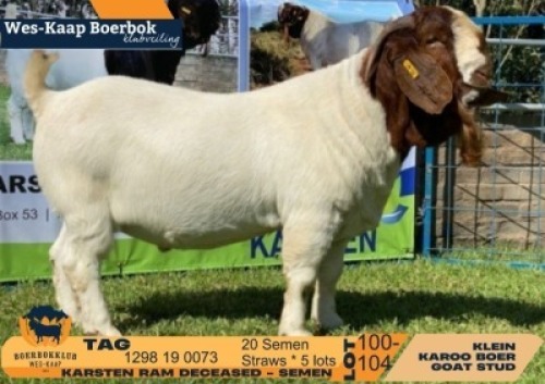 20 X BOER GOAT SEMEN STRAWS Klein Karoo Boer Goat Stud (Per item to take the lot)