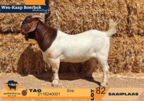 1 X BOER GOAT FLOCK ON TEAT BUCK Saaiplaas Boerbok Stoet