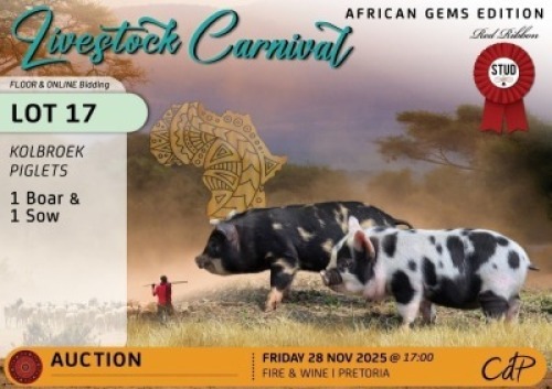 2 X KOLBROEK VARKIES RED RIBBON STUD (Per animal to take the lot)