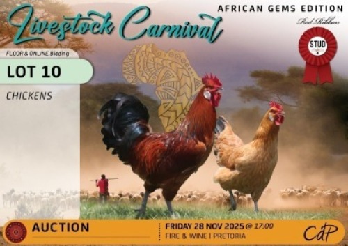2 X CHICKENS 1 X ROOSTER & 1 X HEN Red Ribbon Stud (Per animal to take the lot)