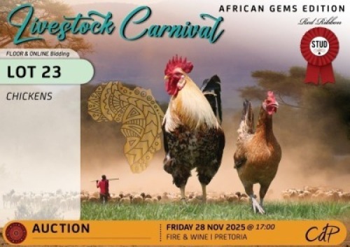 2 X CHICKENS 1 X ROOSTER & 1 X HEN Red Ribbon Stud (Per animal to take the lot)