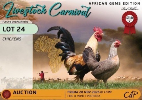 2 X CHICKENS 1 X ROOSTER & 1 X HEN Red Ribbon Stud (Per animal to take the lot)