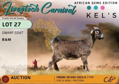 1 X NIGERIAN DWARF GOATS BUCK Kelly Beyers