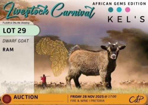 1 X NIGERIAN DWARF GOATS BUCK Kelly Beyers