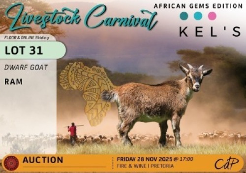 1 X NIGERIAN DWARF GOATS BUCK Kelly Beyers