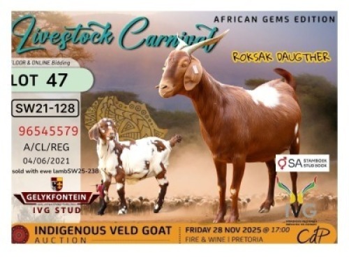 1 X CAPE LOB EAR DOE Gelykfontein Stud