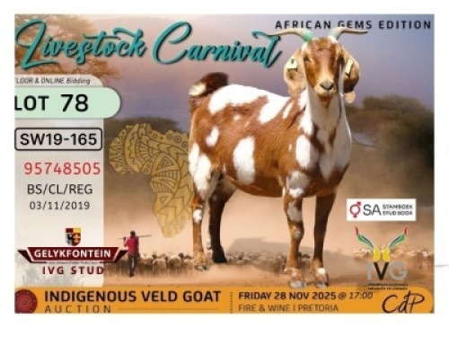 1 X CAPE LOB EAR DOE Gelykfontein Stud