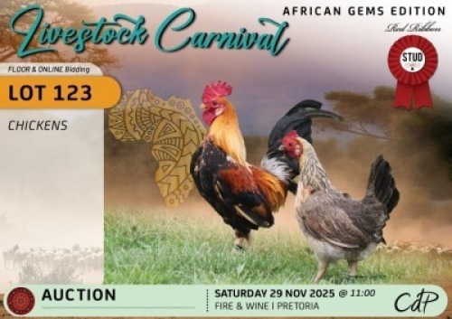 2 X CHICKENS 1 X ROOSTER & 1 X HEN Red Ribbon Stud (Per animal to take the lot)