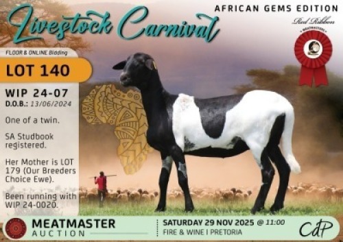 1 X MEATMASTER EWE Red Ribbon Stud