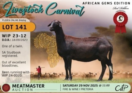 1 X MEATMASTER EWE Red Ribbon Stud