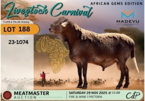 1 X MEATMASTER RAM Madevu Meatmasters