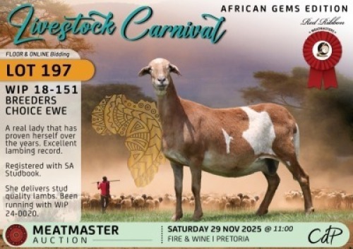 1 X MEATMASTER EWE Red Ribbon Stud