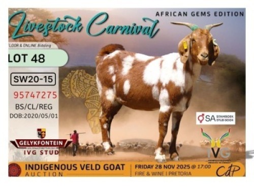 1 X CAPE LOB EAR DOE Gelykfontein Stud