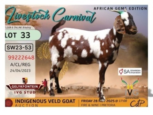 1 X CAPE LOB EAR DOE Gelykfontein Stud