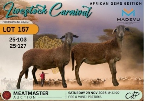1 X MEATMASTER EWE Madevu Meatmasters