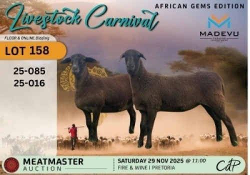 1 X MEATMASTER EWE Madevu Meatmasters