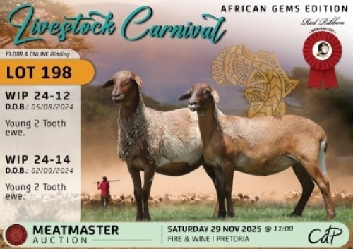 1 X MEATMASTER EWE Red Ribbon Stud