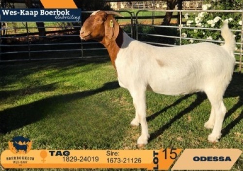 1 X BOER GOAT STUD DOE Odessa Boerbokstoet