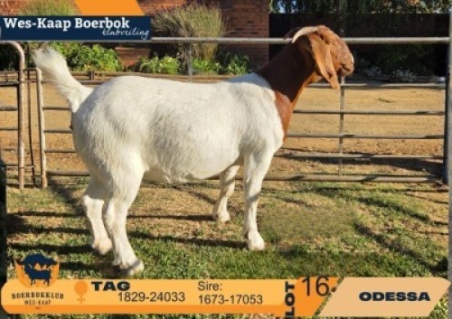 1 X BOER GOAT STUD DOE Odessa Boerbokstoet