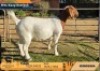 1 X BOER GOAT STUD DOE Odessa Boerbokstoet