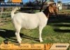 1 X BOER GOAT FLOCK ON TEAT DOE Odessa Boerbokstoet