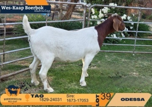 1 X BOER GOAT FLOCK ON BUILT DOE Odessa Boerbokstoet