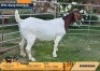 1 X BOER GOAT FLOCK ON BUILT DOE Odessa Boerbokstoet