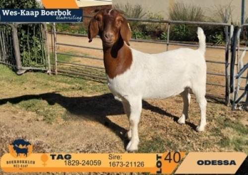 1 X BOER GOAT FLOCK ON BUILT DOE Odessa Boerbokstoet
