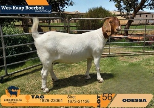 1 X BOER GOAT STUD DOE Odessa Boerbokstoet