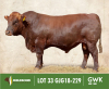 LOT 33: GJG 180229 SP