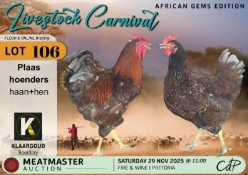 2 X CHICKENS 1 X ROOSTER & 1 X HEN Klaargoud Boerdery (Per animal to take the lot)
