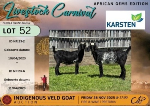 1 X CAPE LOB EAR PREGNANT DOE Karsten IVG