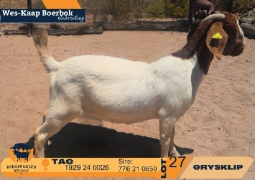1 X BOER GOAT STUD DOE Grysklip Boerbokke