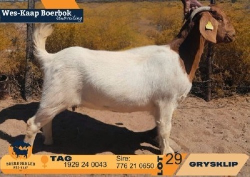1 X BOER GOAT STUD DOE Grysklip Boerbokke