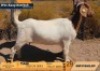 1 X BOER GOAT STUD DOE Grysklip Boerbokke